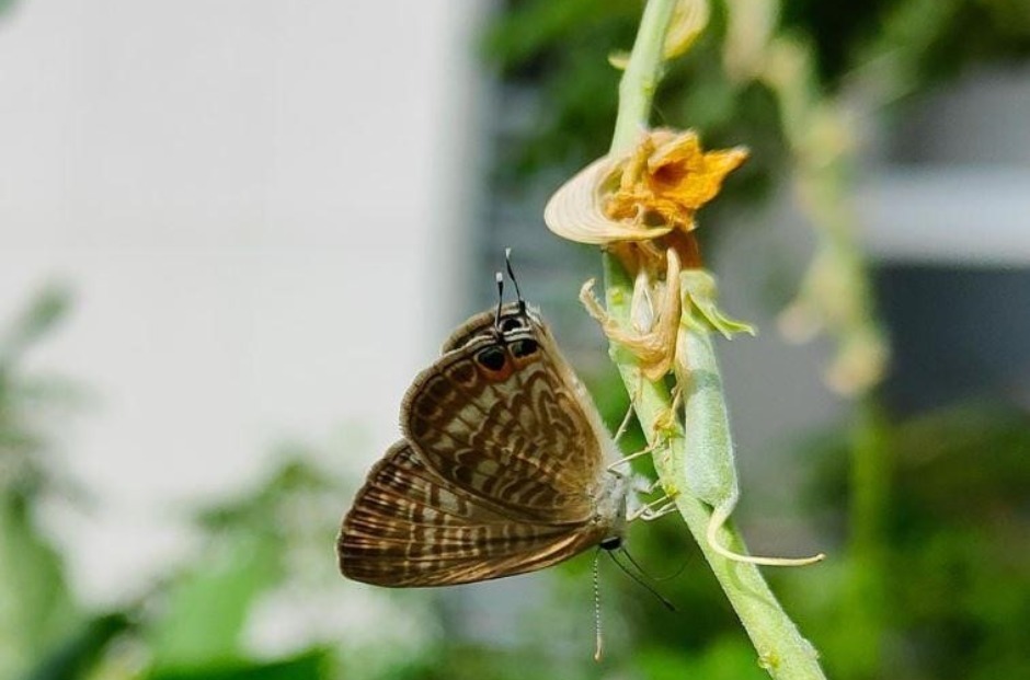 In this school’s green sanctuary a sense of community blooms pic 6 