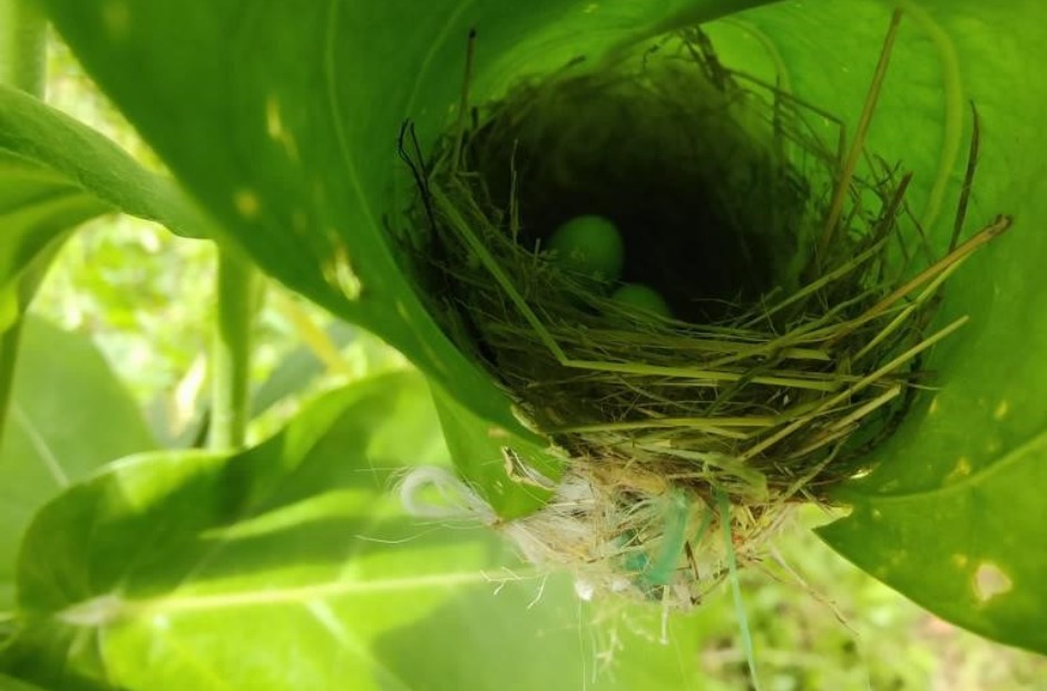 In this school’s green sanctuary, a sense of community blooms pic 7