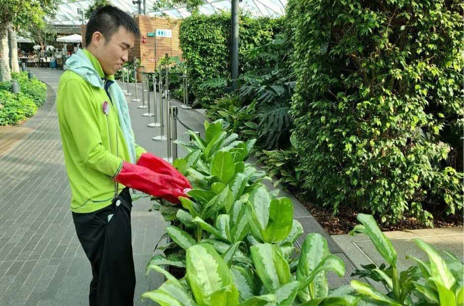 Life After School Zachary Tending to the Flora at Jewel Changi Airport