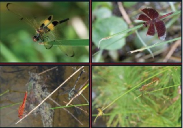 Dragonflies Pictures