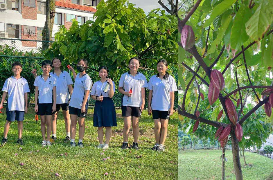 Serangoon Garden Secondary School Cocoa Trees (2)