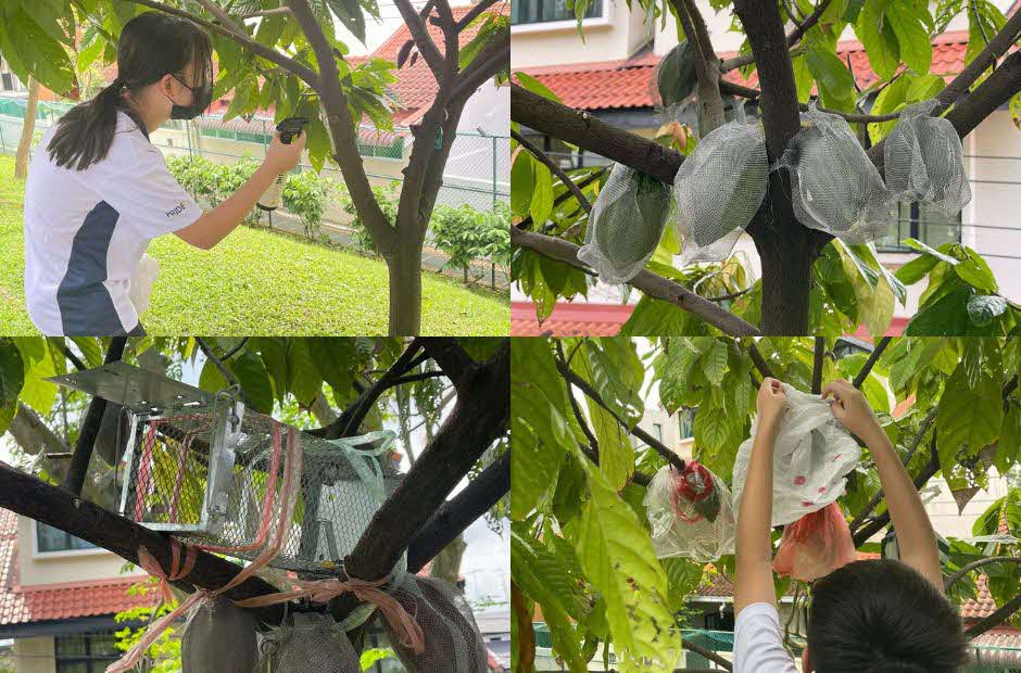 Serangoon Garden Secondary School Cocoa Trees (3)