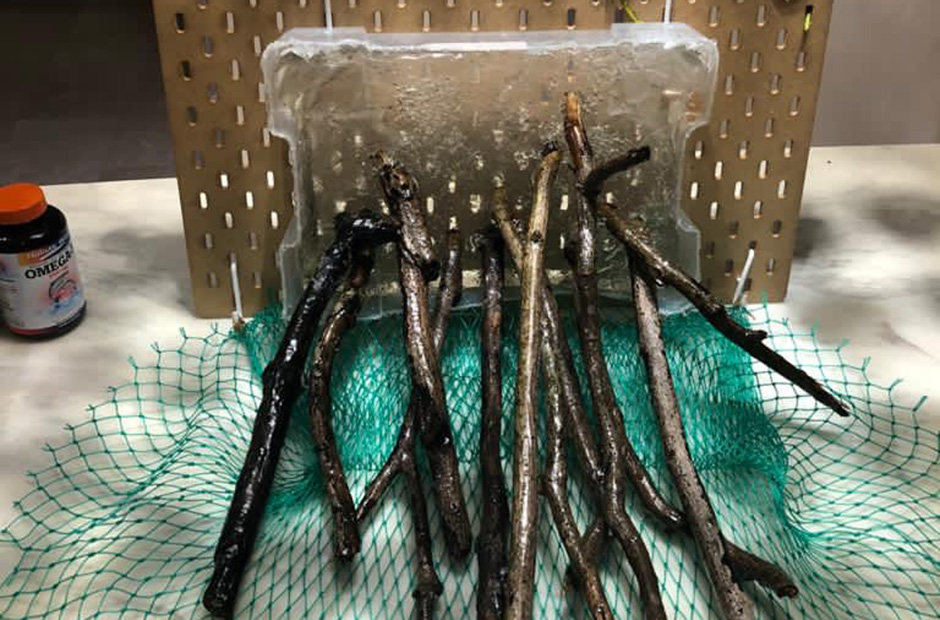 Sustainable Hackerchampions-proto