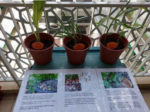 Madrasah Edible Garden 1 (2)