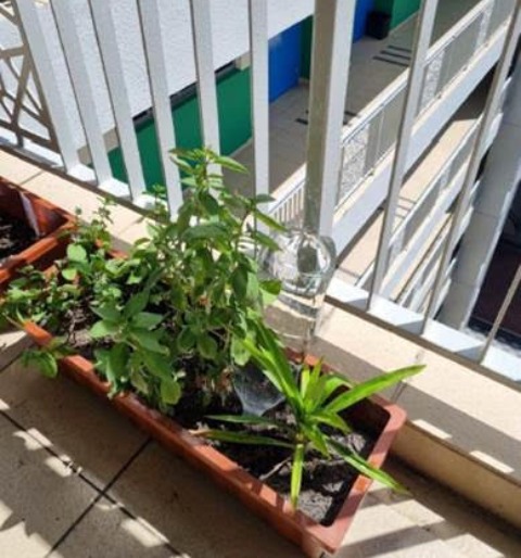 Madrasah Edible Garden 2 (2)