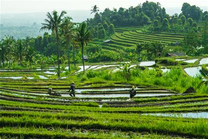 Padi Fields Sebastian Pena Lambarri Ke8eui2xouc Unsplash 1 Small.tmb Ze 422 281