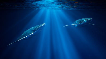 Multi-Sensory Ocean Exploration thumbnail