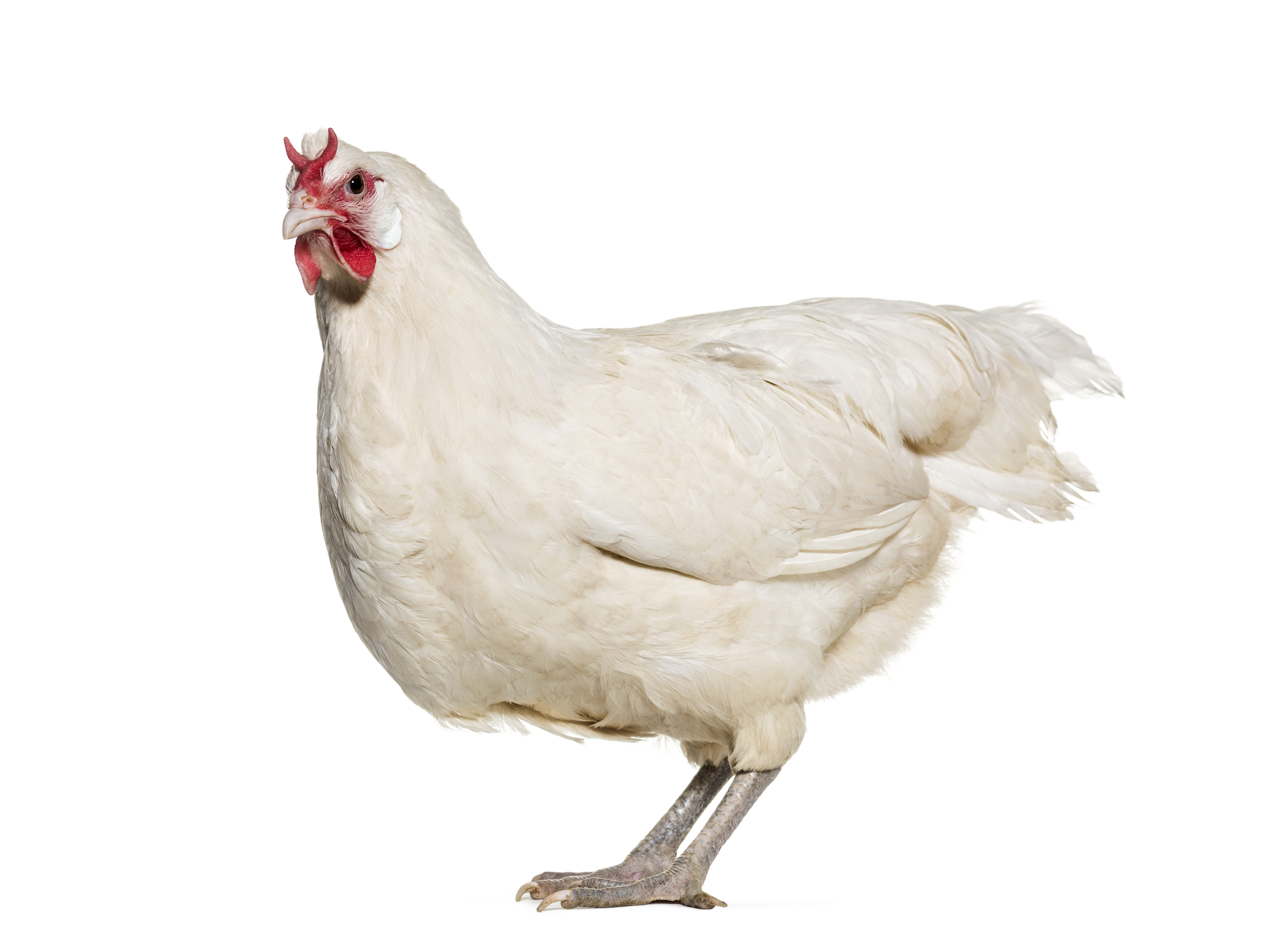 Live Animals Live Poultry and Livestock Live Animals Live Poultry and Livestock