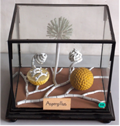 Aspergillus Flavus2 Models of Aspergillus spp