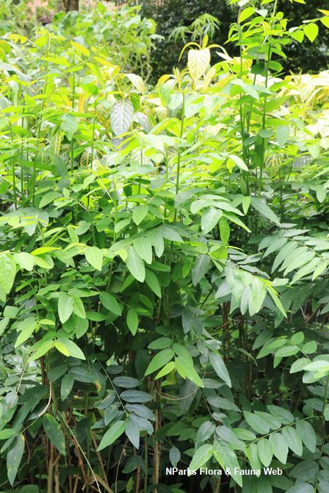 Breynia Androgyna Pauline Tay 1 Cekur Manis shrub