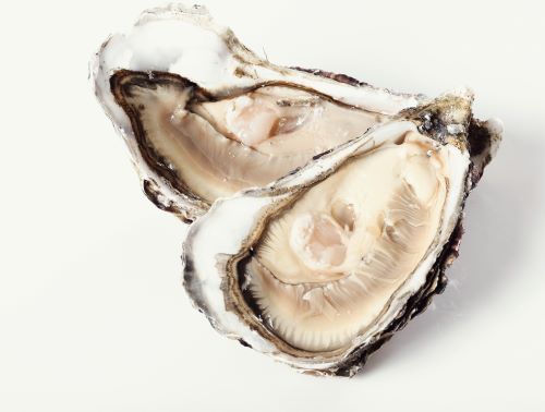 Fresh Oysterb05b87bb284942cdaf7a27807191a7c9 Oysters
