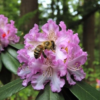 Nectar of Rhododendron Flower