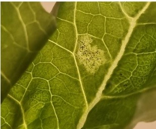 Bestpracticenewsletter Biologicalcontrolagentsbcasvegetable Mar2025 Image Bestpracticenewsletter Biologicalcontrolagentsbcasvegetable Mar2025 Image