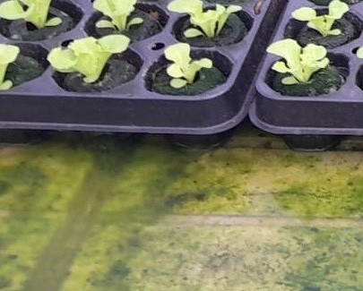Bestpracticenewsletter Algaebiofilmmanagement Apr2025 Image Bestpracticenewsletter Algaebiofilmmanagement Apr2025 Image