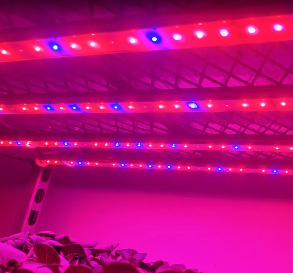 Bestpracticenewsletter Lightuseefficiency Jun2025 Image Bestpracticenewsletter Lightuseefficiency Jun2025 Image