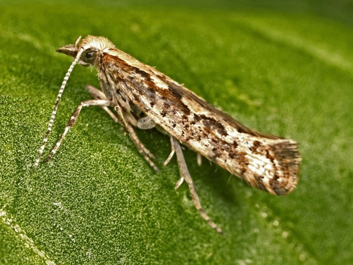 Bestpracticenewsletter Diamondbackmoth May2025 Image Bestpracticenewsletter Diamondbackmoth May2025 Image