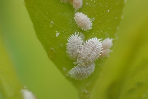 Guidetointegratedpestmanagement Ipm Imageb4919892 F98d 4e42 8b04 Eea61a33fd2e Guidetointegratedpestmanagement Ipm Imageb4919892 F98d 4e42 8b04 Eea61a33fd2e