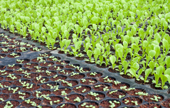 Bestpracticenewsletter Fromseedtosproutnursery Aug2024 Image Bestpracticenewsletter Fromseedtosproutnursery Aug2024 Image