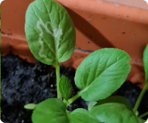 Leaf Leaf