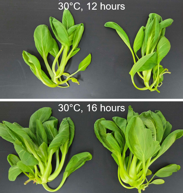 Optimisingindoornurseryconditions Bestpracticeguide Apr2026 Image Optimisingindoornurseryconditions Bestpracticeguide Apr2026 Image