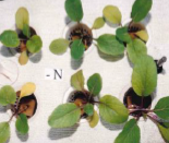 Nutrientmanagement Bestpracticeguide Sep2025 Image Nutrientmanagement Bestpracticeguide Sep2025 Image