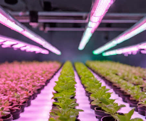 Bestpracticesnewsletters Ledgrowlightenergyefficiencyqualityintensity Image Bestpracticesnewsletters Ledgrowlightenergyefficiencyqualityintensity Image
