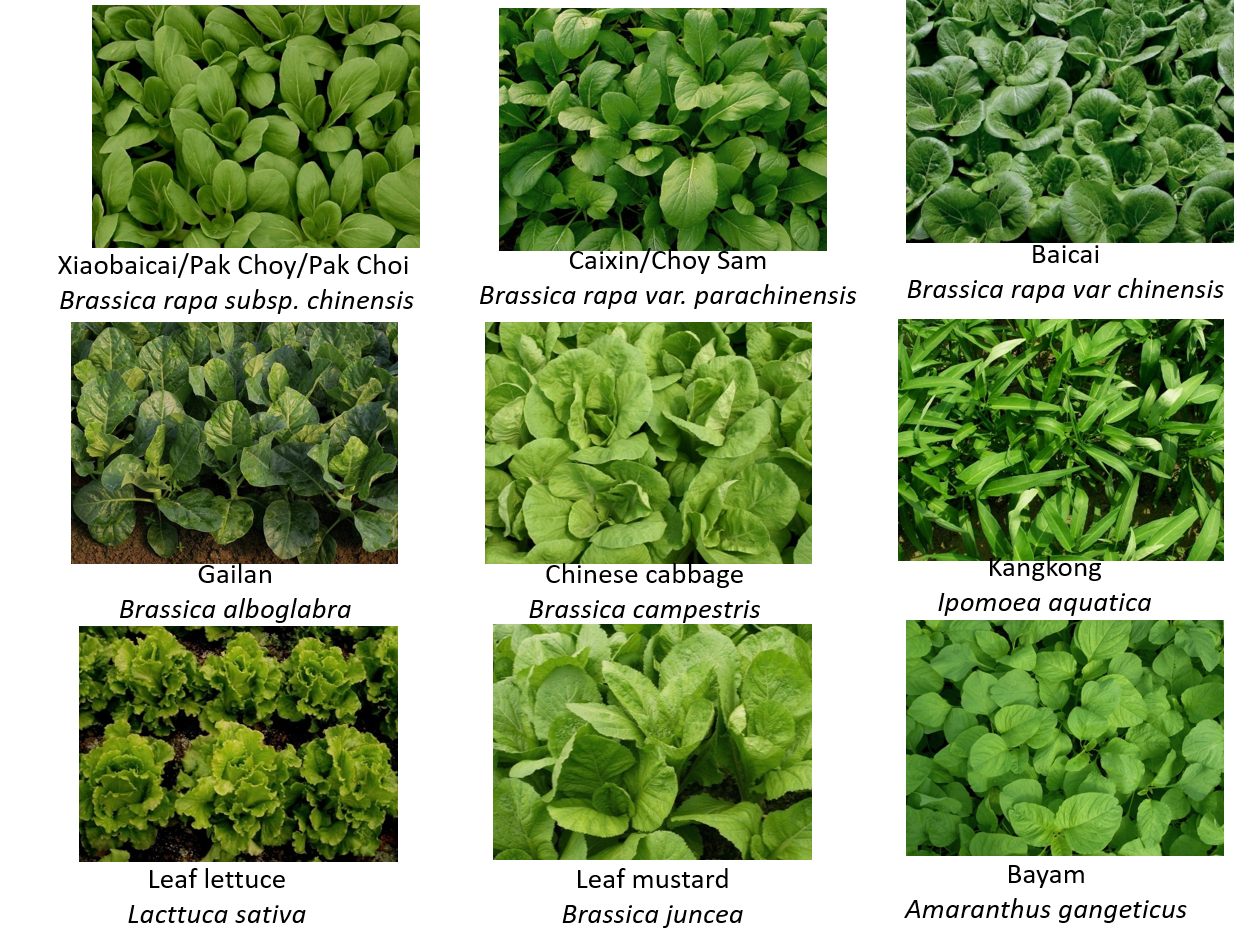Ageneralguidetogrowleafyvegetables Image Ageneralguidetogrowleafyvegetables Image