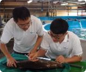 Application of Endocrine Techniques in Fish Spawning61a253f9 D728 4418 Befe 0deddb40a3b4 Application of Endocrine Techniques in Fish Spawning61a253f9 D728 4418 Befe 0deddb40a3b4