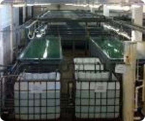 Application of Ras Technology in Hatchery Production6f748048 Eb1d 41a0 A063 040ef91f9ed7 Application of Ras Technology in Hatchery Production6f748048 Eb1d 41a0 A063 040ef91f9ed7