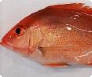 Development of Hatchery Technology for Red Snapper5c22d406 716c 41e6 91e3 D1669f69bb8e Development of Hatchery Technology for Red Snapper5c22d406 716c 41e6 91e3 D1669f69bb8e