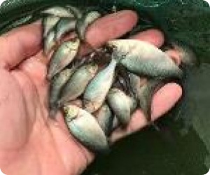 Breeding of Aquaculture Species Jade Perch Breeding of Aquaculture Species Jade Perch